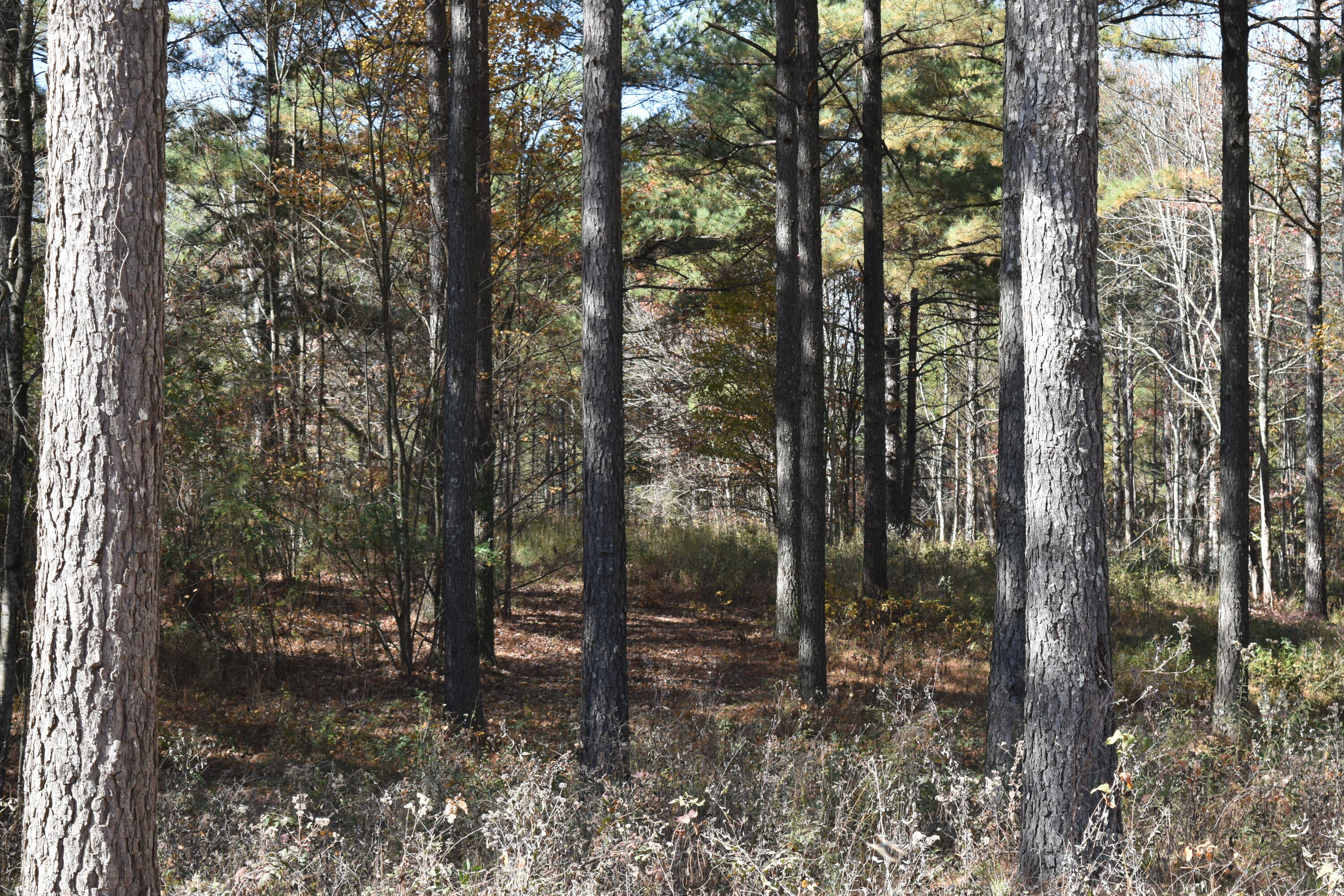0 Split Rail Way Guild, TN 37340 - Photo 13 of 18 DSC_0029