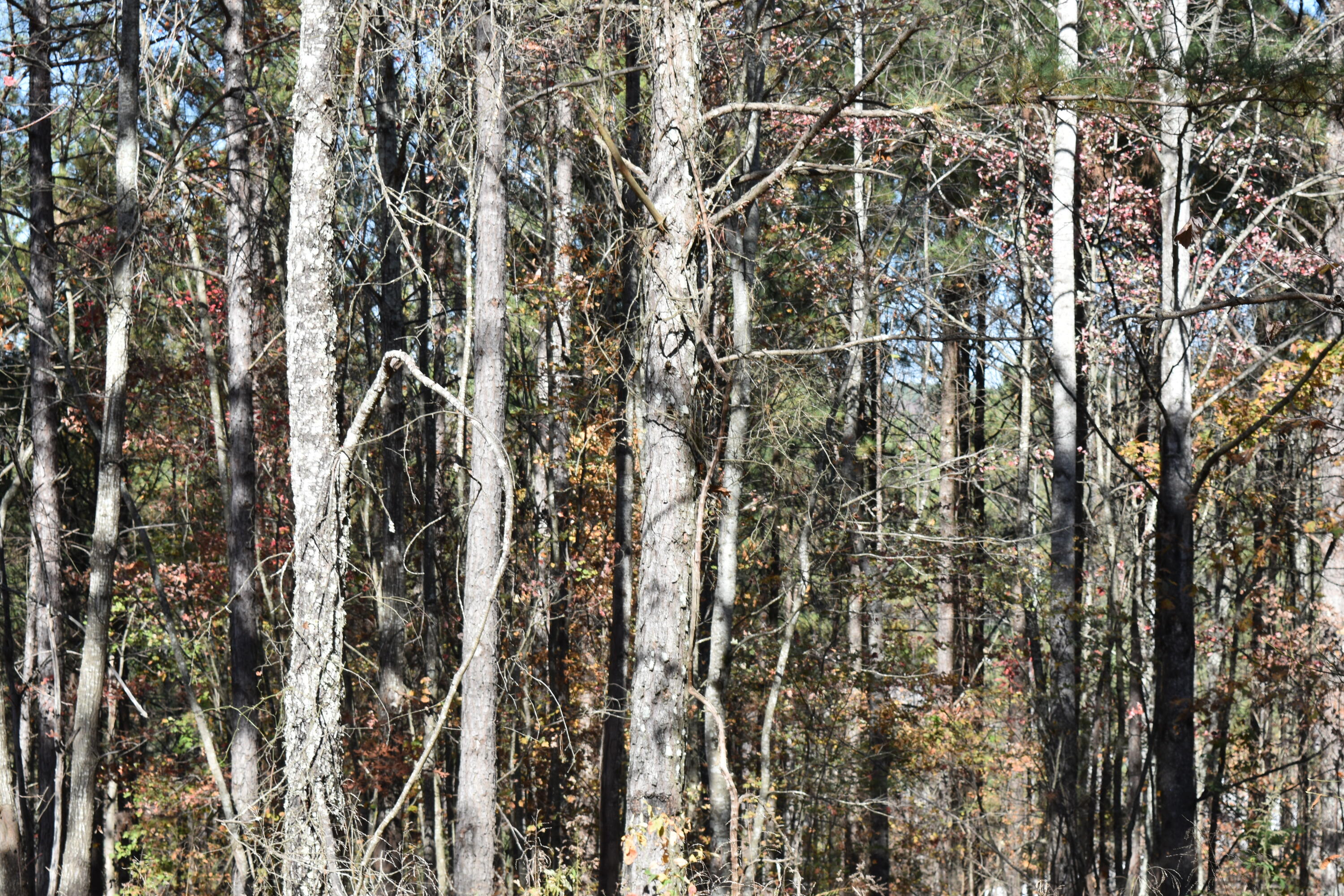 0 Split Rail Way Guild, TN 37340 - Photo 3 of 18 DSC_0018