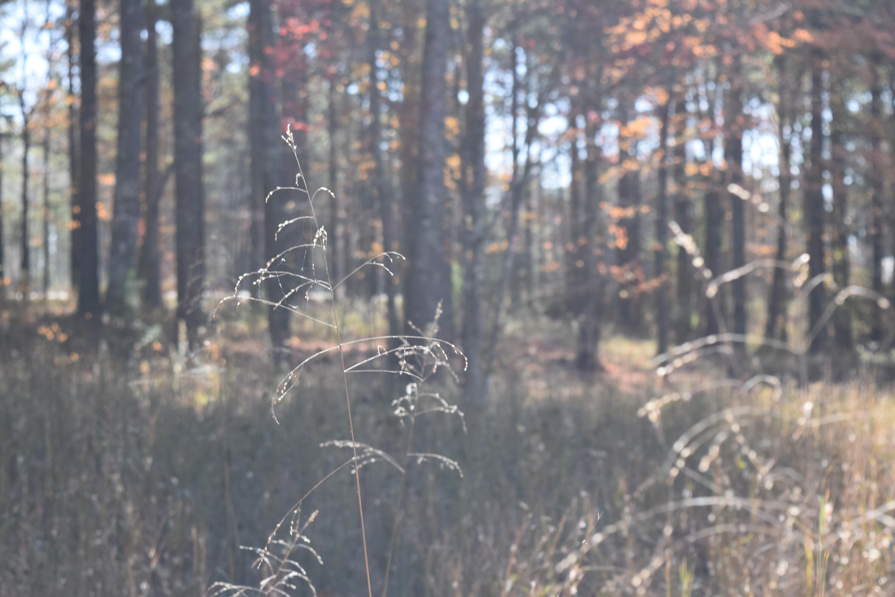 0 Split Rail Way Guild, TN 37340 - Photo 4 of 18 DSC_0019