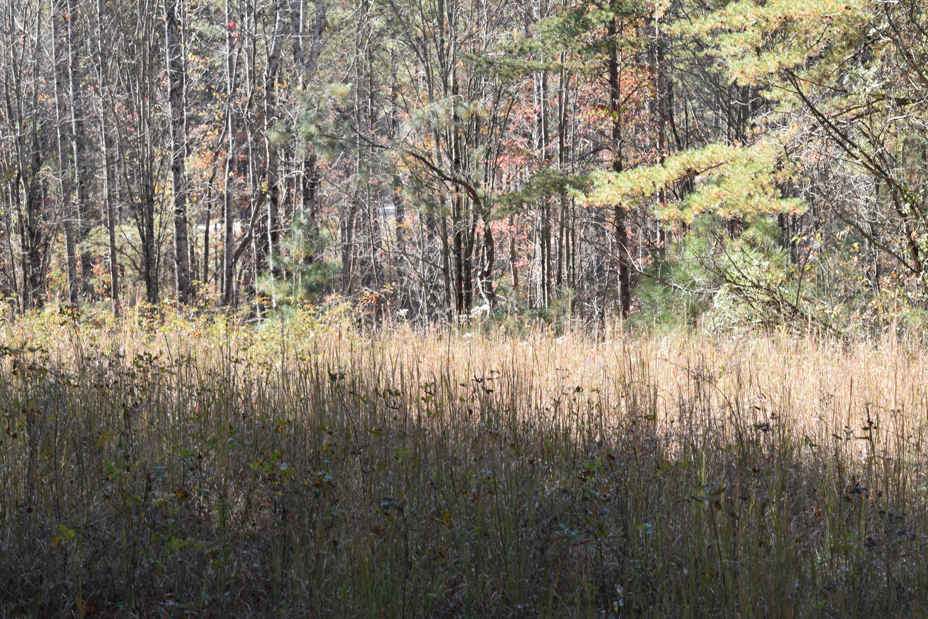 0 Split Rail Way Guild, TN 37340 - Photo 5 of 18 DSC_0021