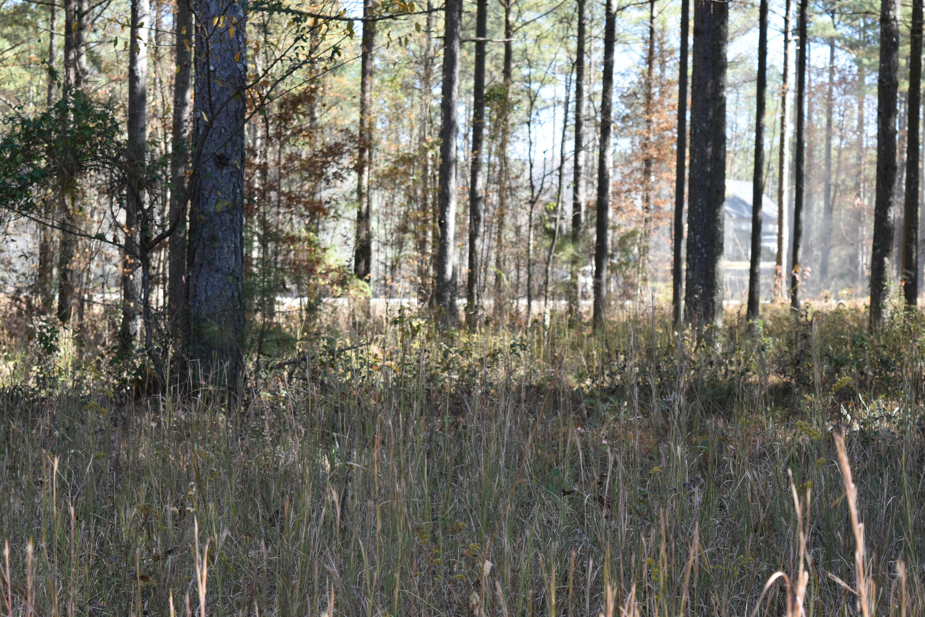 0 Split Rail Way Guild, TN 37340 - Photo 6 of 18 DSC_0017
