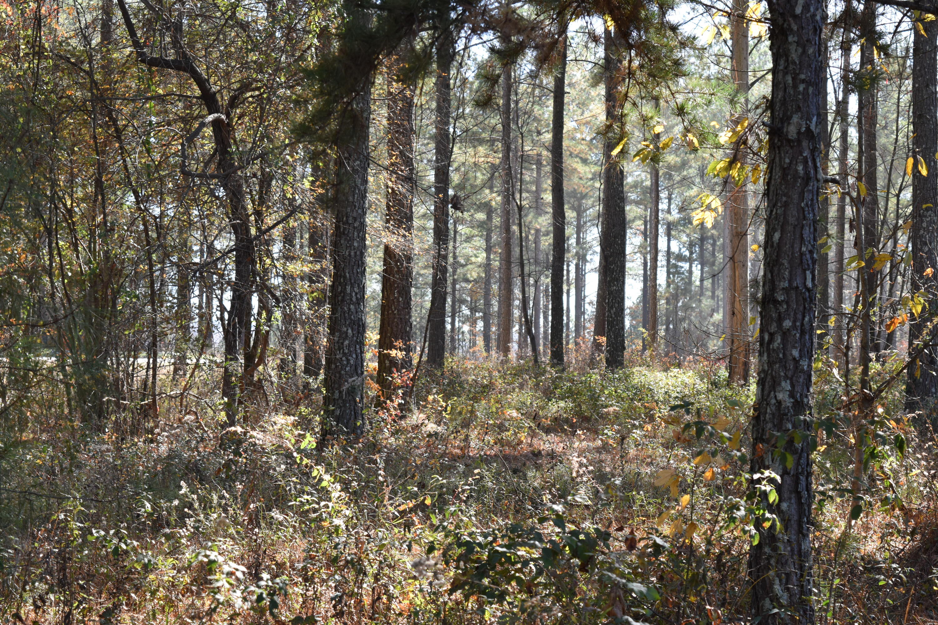 0 Split Rail Way Guild, TN 37340 - Photo 7 of 18 DSC_0020