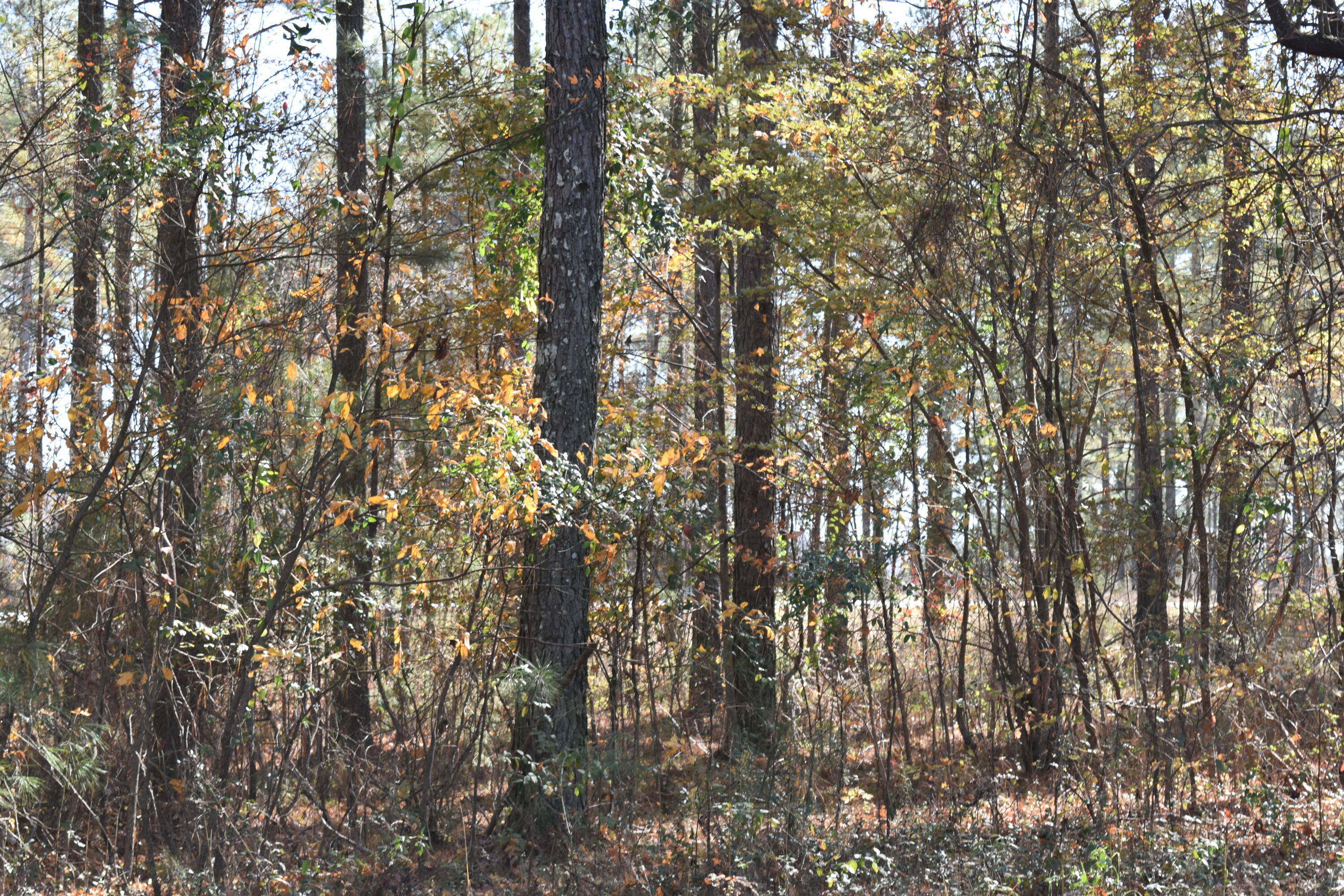 0 Split Rail Way Guild, TN 37340 - Photo 8 of 18 DSC_0022