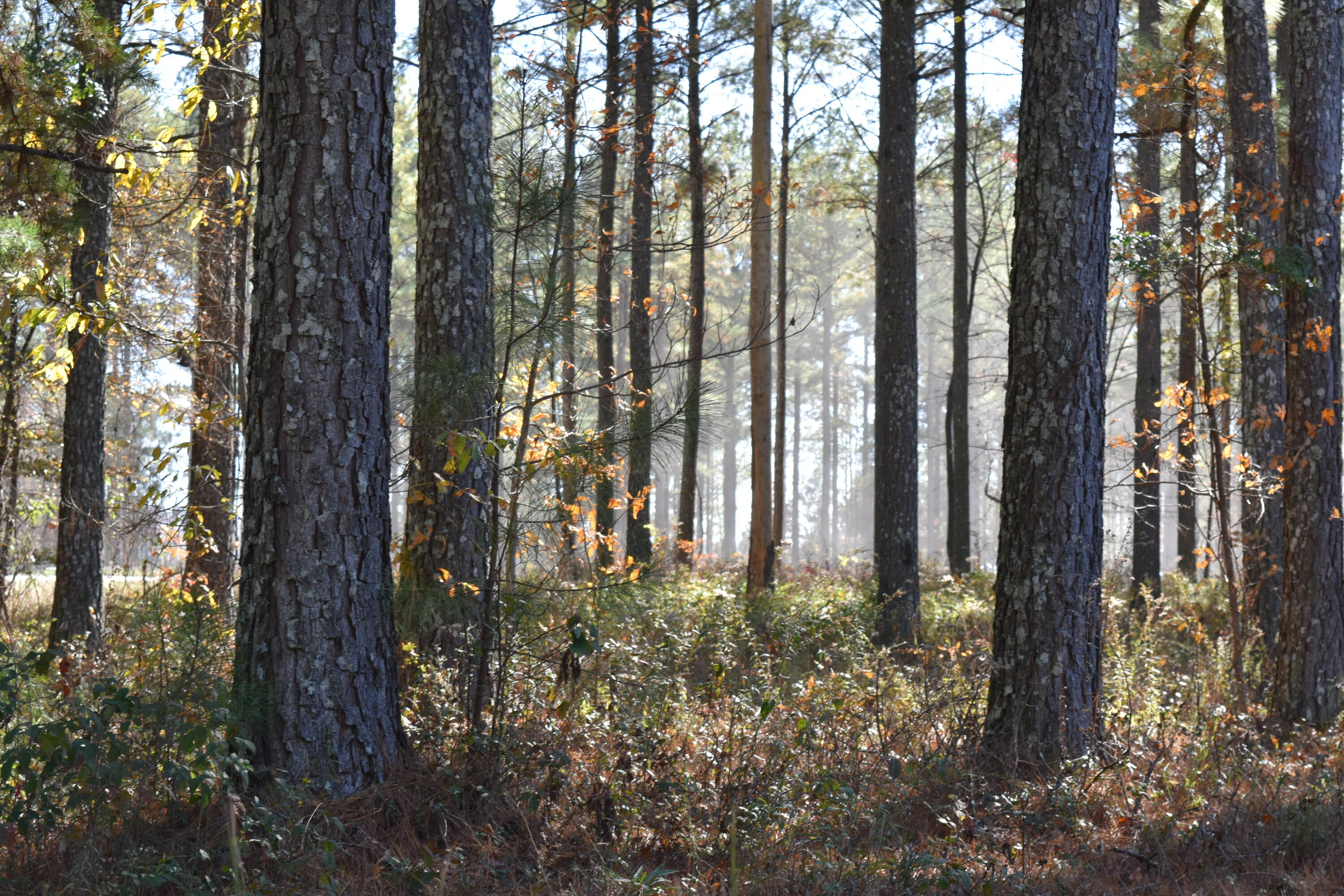 0 Split Rail Way Guild, TN 37340 - Photo 10 of 18 DSC_0011