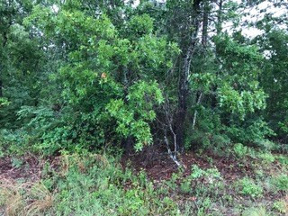 Lot 7 Colbert Bridge Road Windsor, SC 29856 - Photo 1 of 1