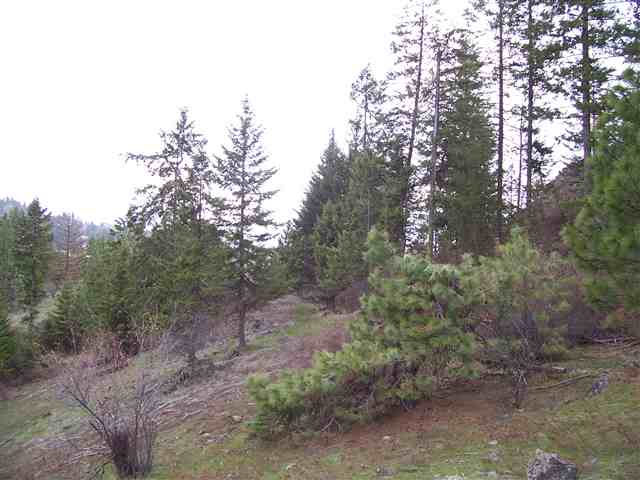 Off Bissell Road Hunters, WA 99137 - Photo 4 of 9