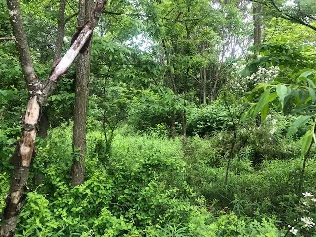 a view of a lush green forest with lots of trees