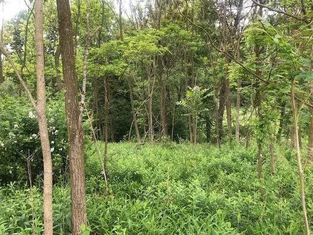 a view of a lush green forest