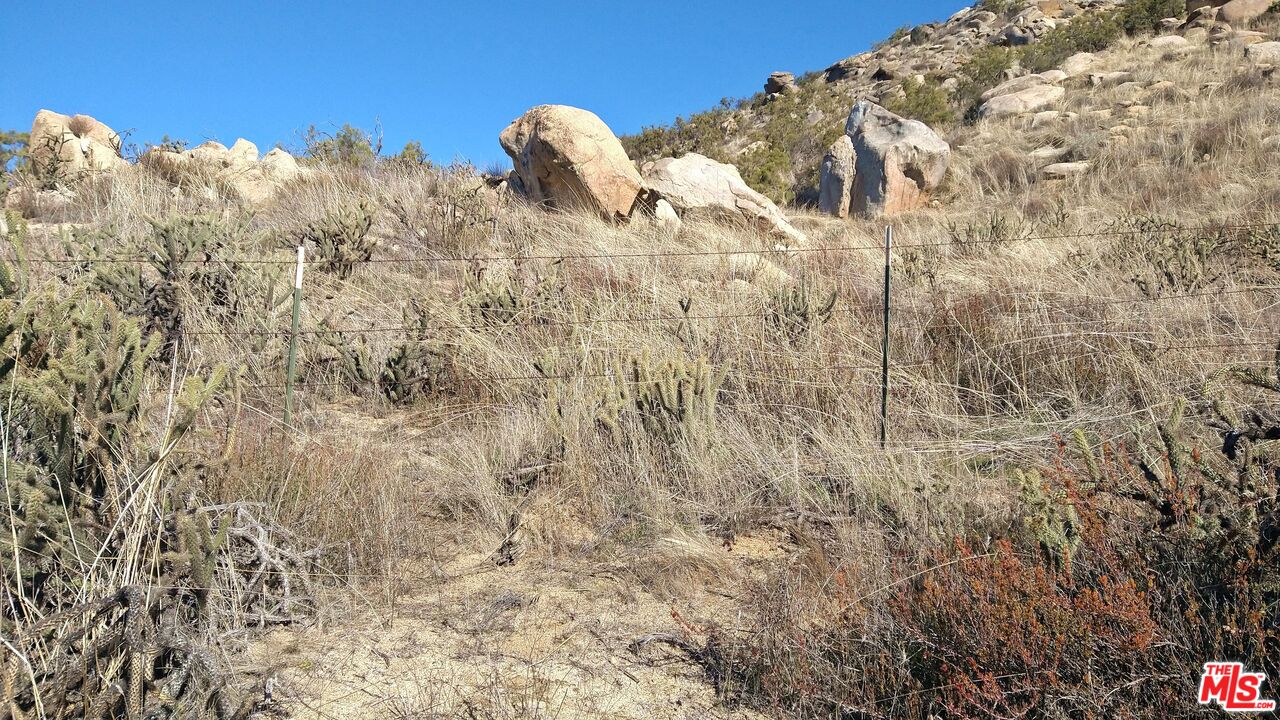4 Sycamore Falls Road Aguanga, CA 92536 - Photo 59 of 67 a close up of a plant in a forest