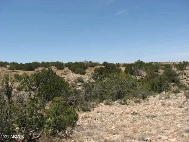 a view of a forest with trees in the background