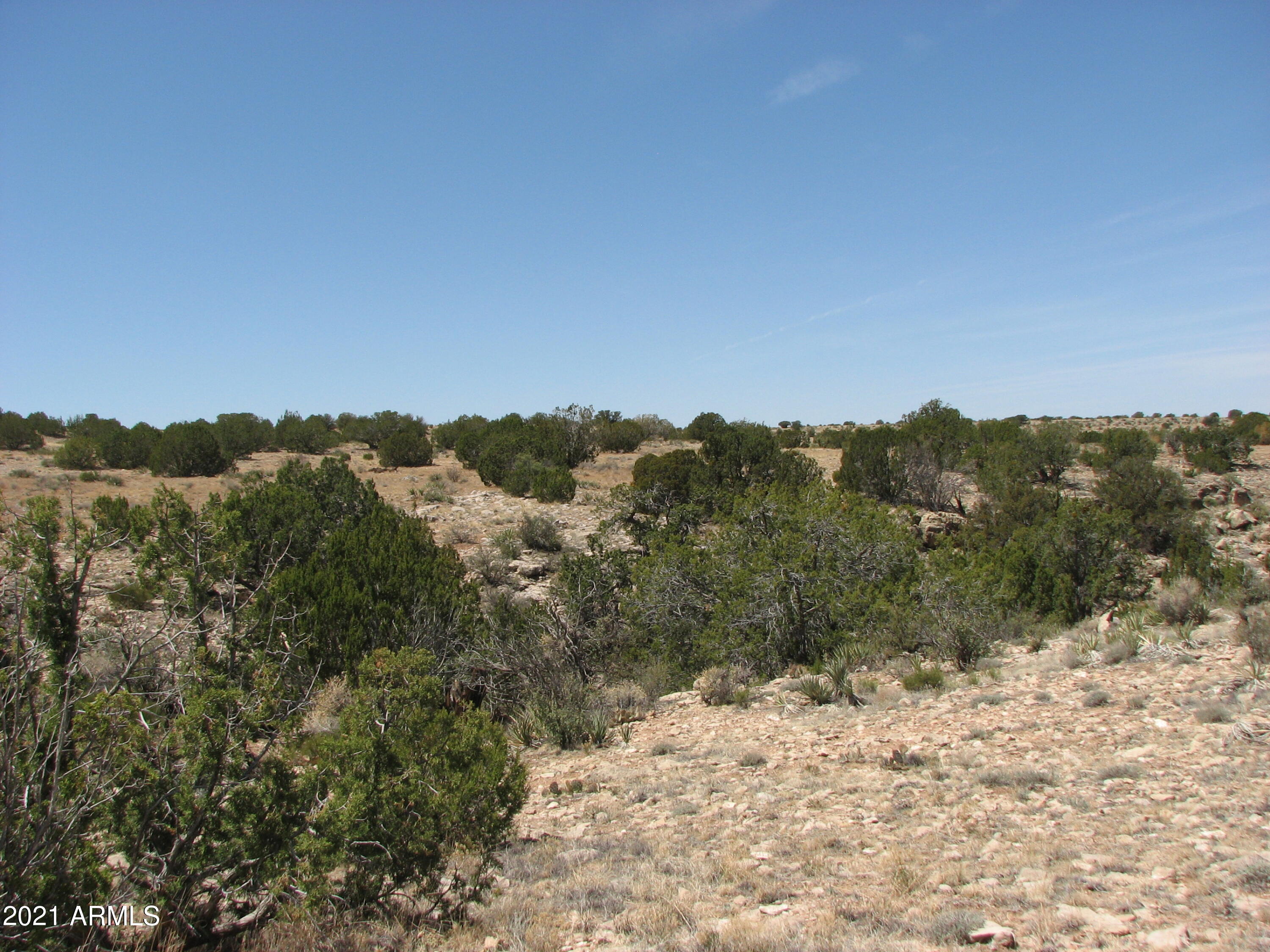 a view of a forest with trees in the background