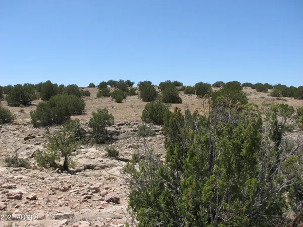 a view of a bunch of trees in a field