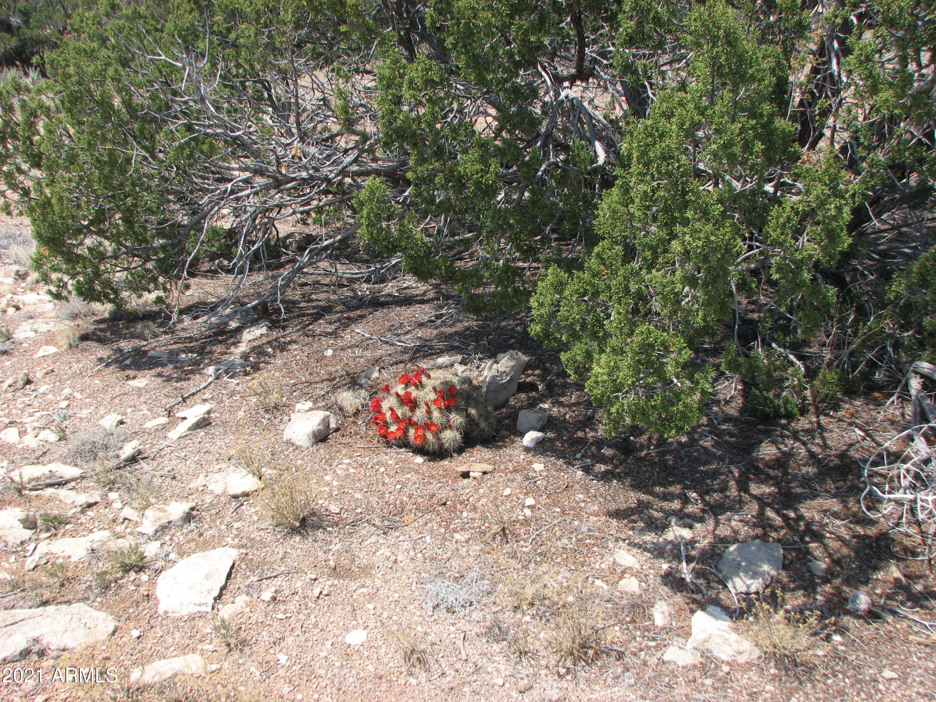 546 Flat Bush Road, Unit 815 Overgaard, AZ 85933 - Photo 4 of 7 a view of a outdoor space and a forest