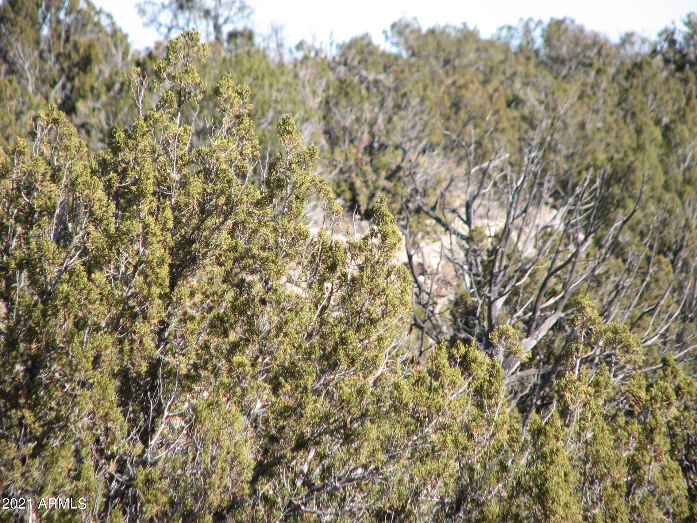 546 Flat Bush Road, Unit 815 Overgaard, AZ 85933 - Photo 5 of 7 a view of a yard with a tree