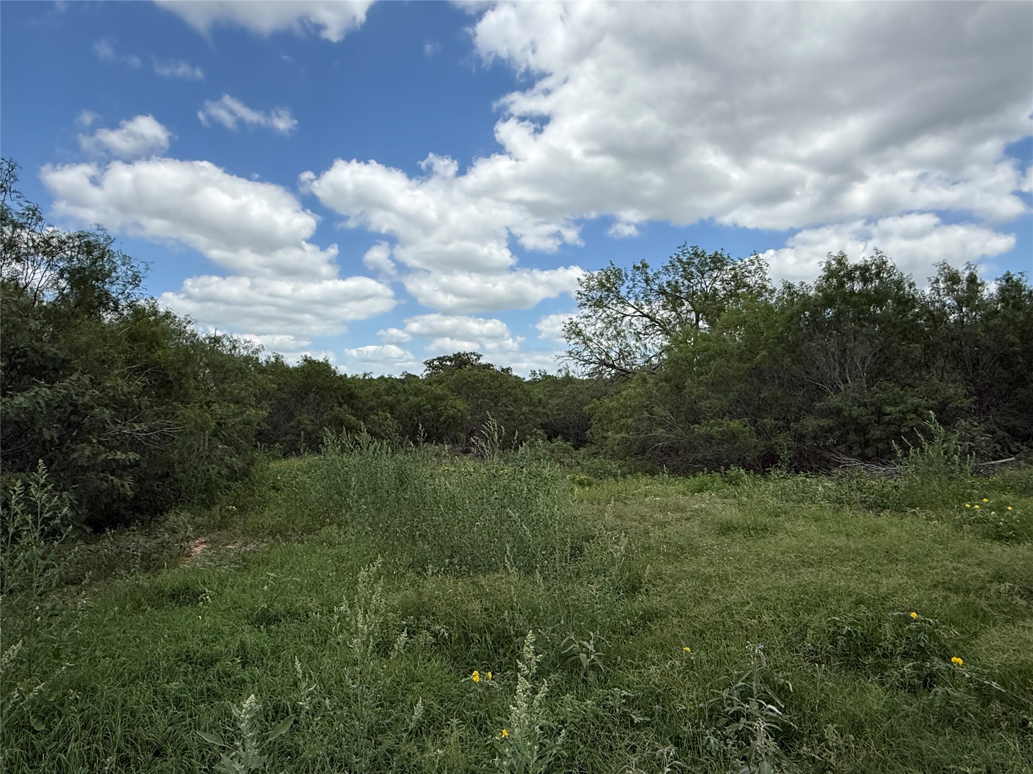 000 Pettytown Road Red Rock, TX 78662 - Photo 4 of 4 Expansive natural landscape featuring varied green foliage and mature trees