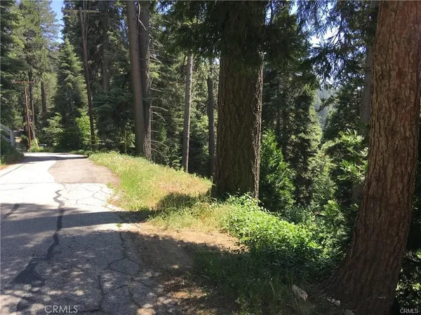 a view of a yard with plants and trees
