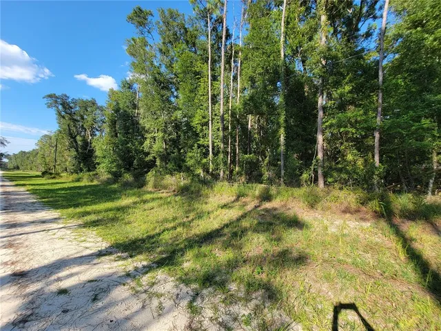a view of a yard with plants and large trees