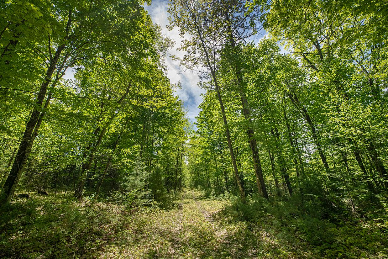 On Dam Road, Unit 85 ACRES Eagle River, WI 54521 - Photo 21 of 41 Gallery Image 21