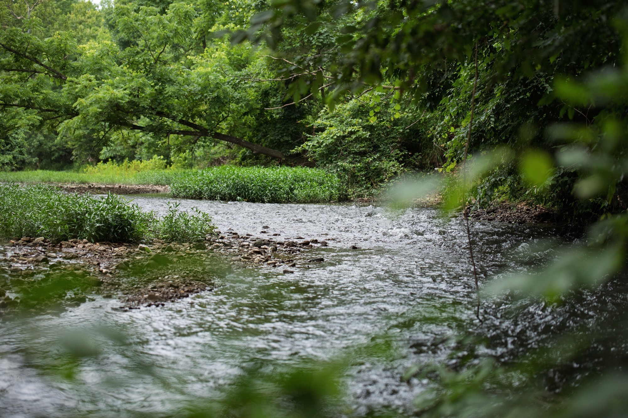 1125 Dawson Road White Bluff, TN 37187 - Photo 24 of 57 a view of a lake with a tree