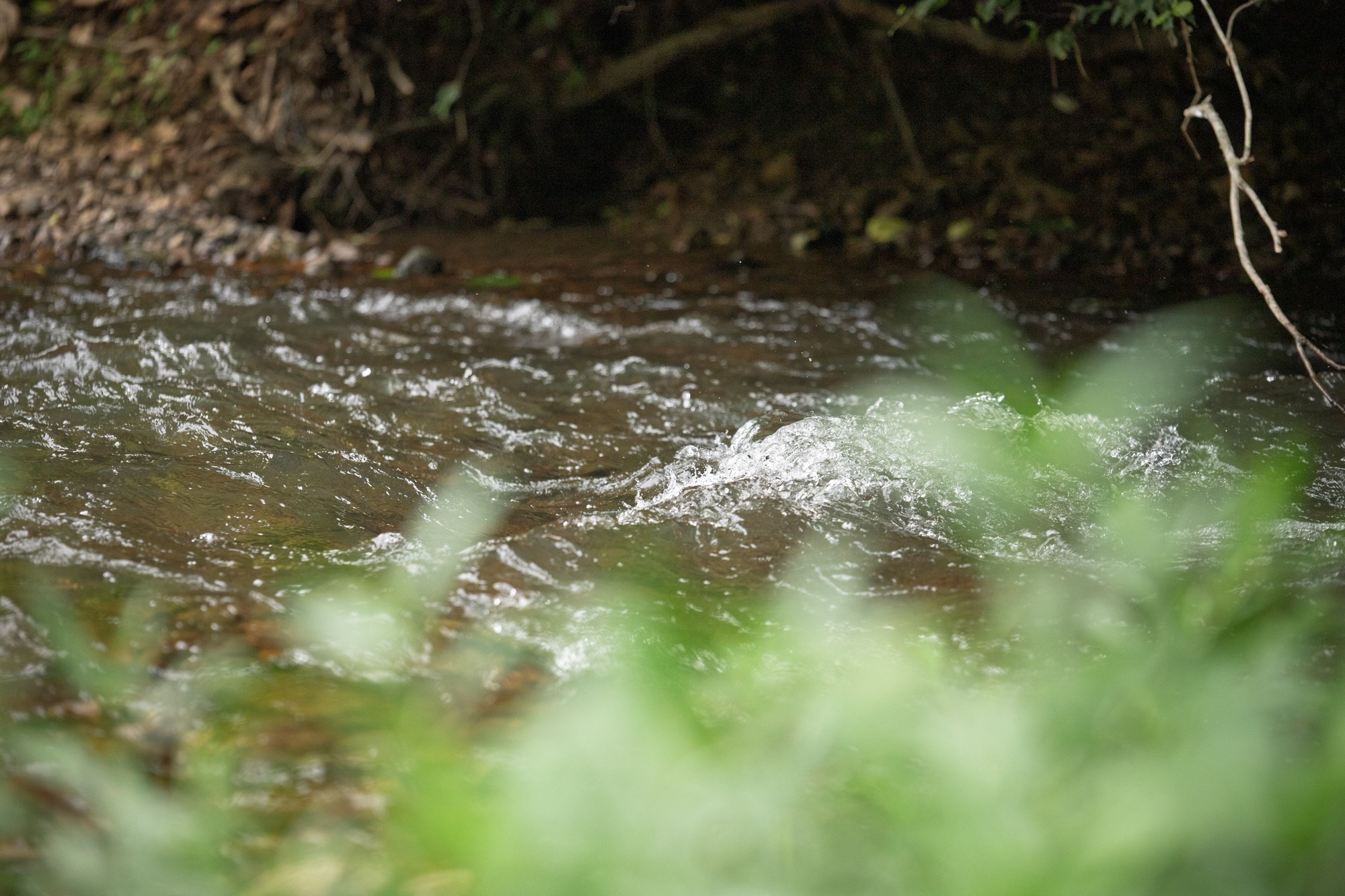 1125 Dawson Road White Bluff, TN 37187 - Photo 49 of 57 a backyard of a house