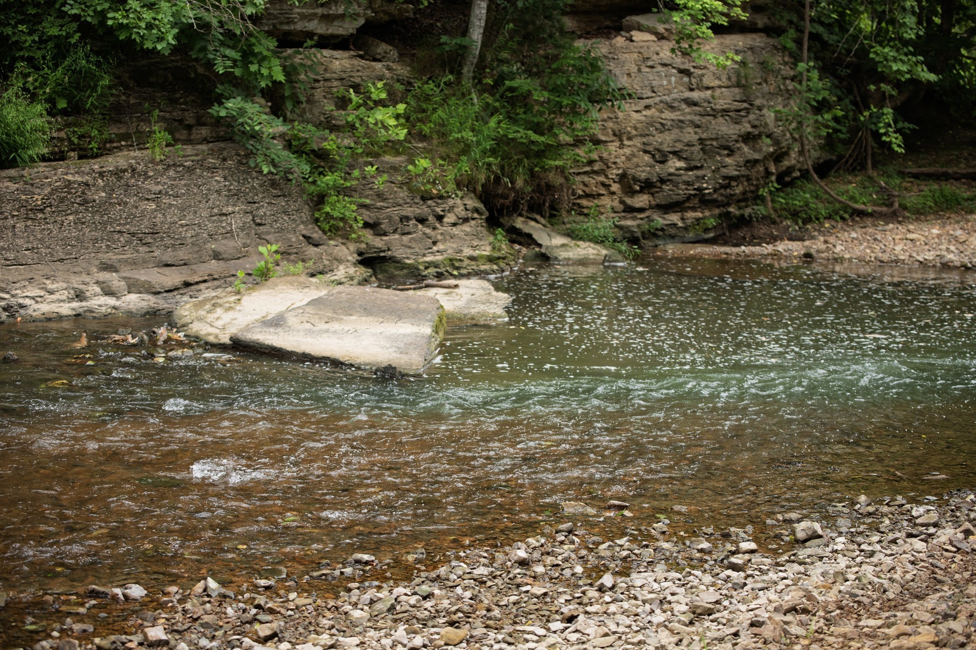 1125 Dawson Road White Bluff, TN 37187 - Photo 50 of 57 a close up of a tree in a yard