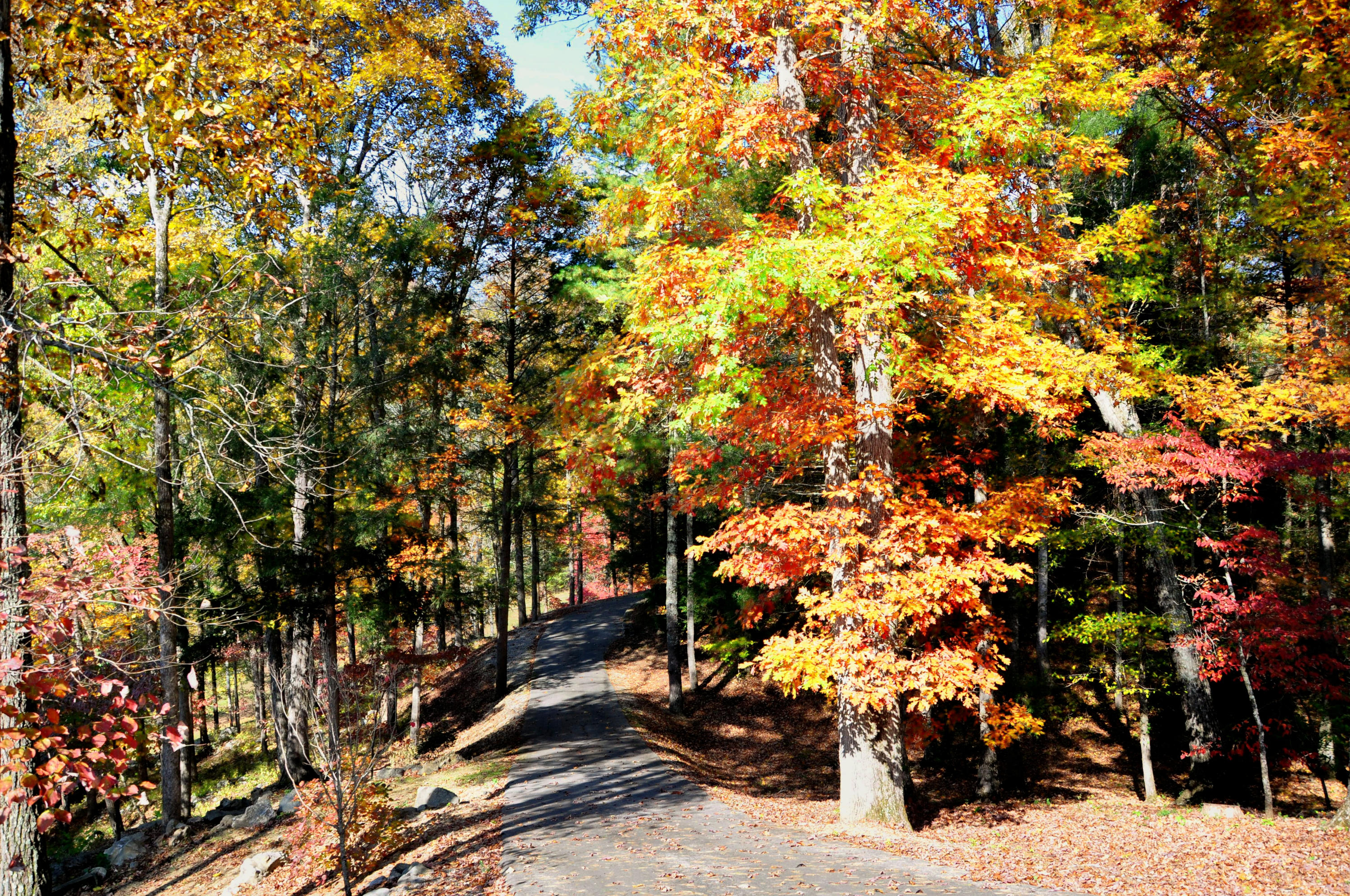 Hardwoods line entry drive
