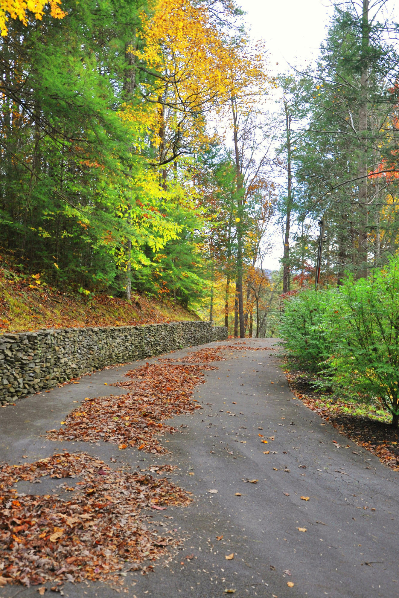 811 Laurel Road Townsend, TN 37882 - Photo 35 of 38 Fall View of Driveway to Home