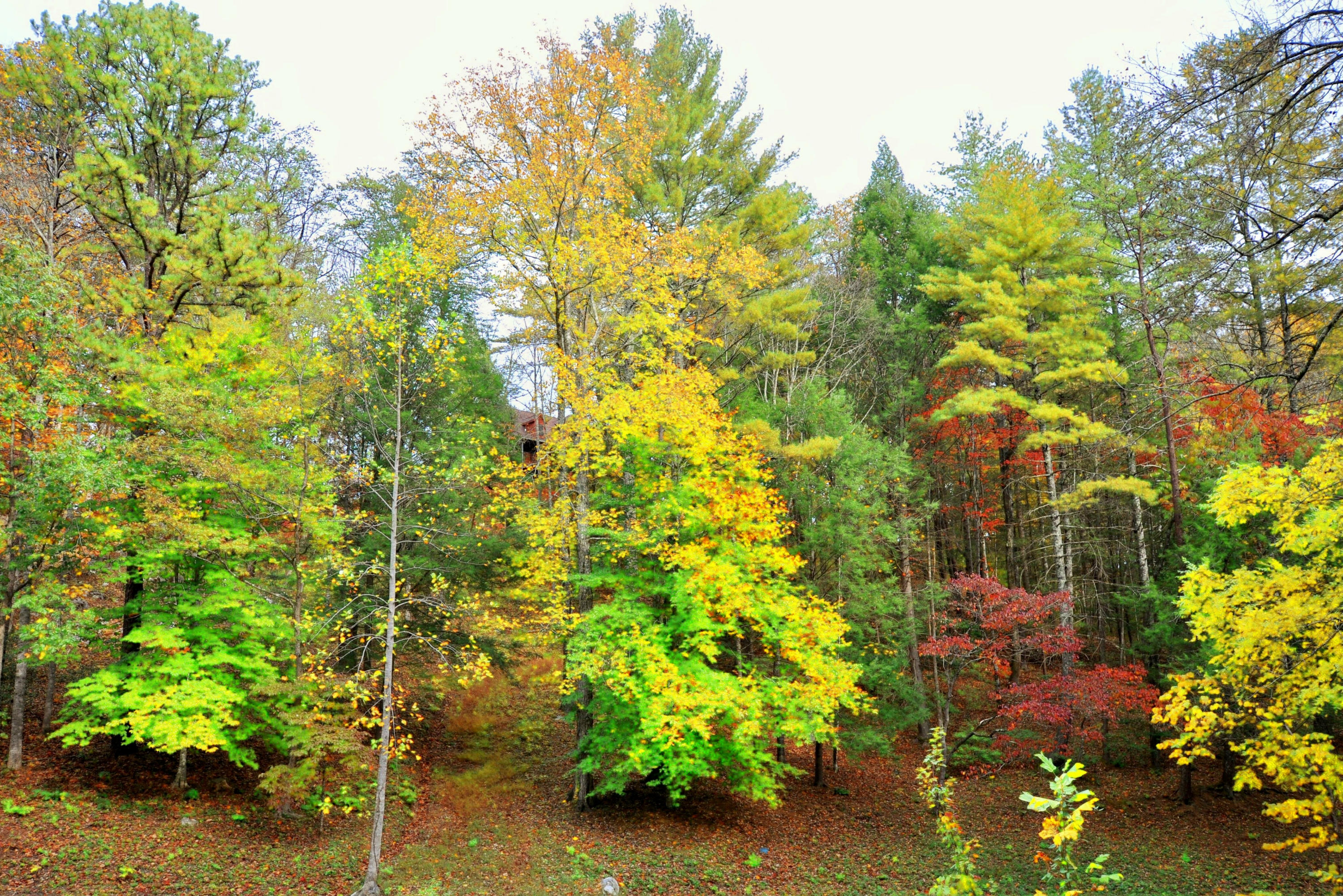 811 Laurel Road Townsend, TN 37882 - Photo 36 of 38 Fall View of Property from the Road