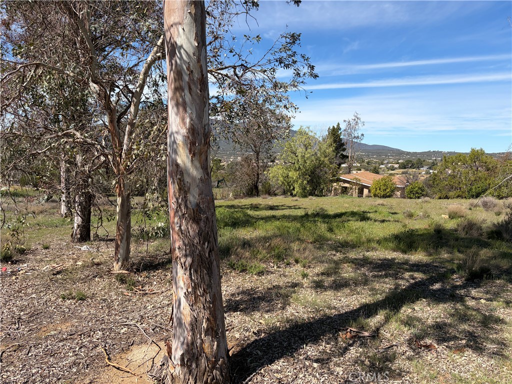 39175 Boulder Way Anza, CA 92539 - Photo 19 of 60 a view of a yard with a tree