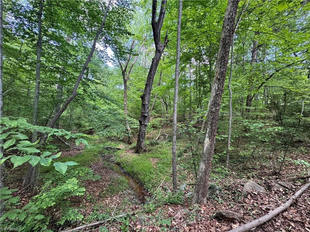 5504 Folkstone Road Pfafftown, NC 27040 - Photo 10 of 12 View from wooded area