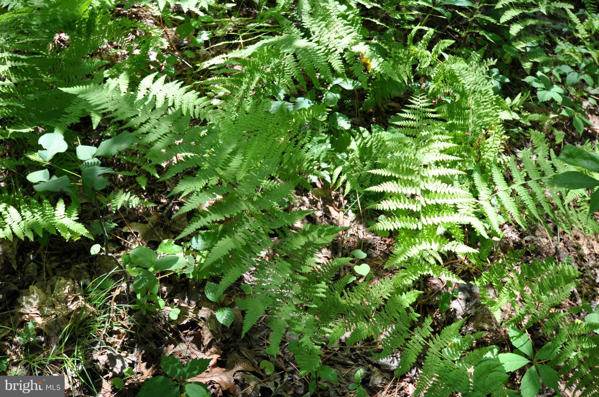 284 Lyle Road Washington, VA 22747 - Photo 11 of 13 Ferns