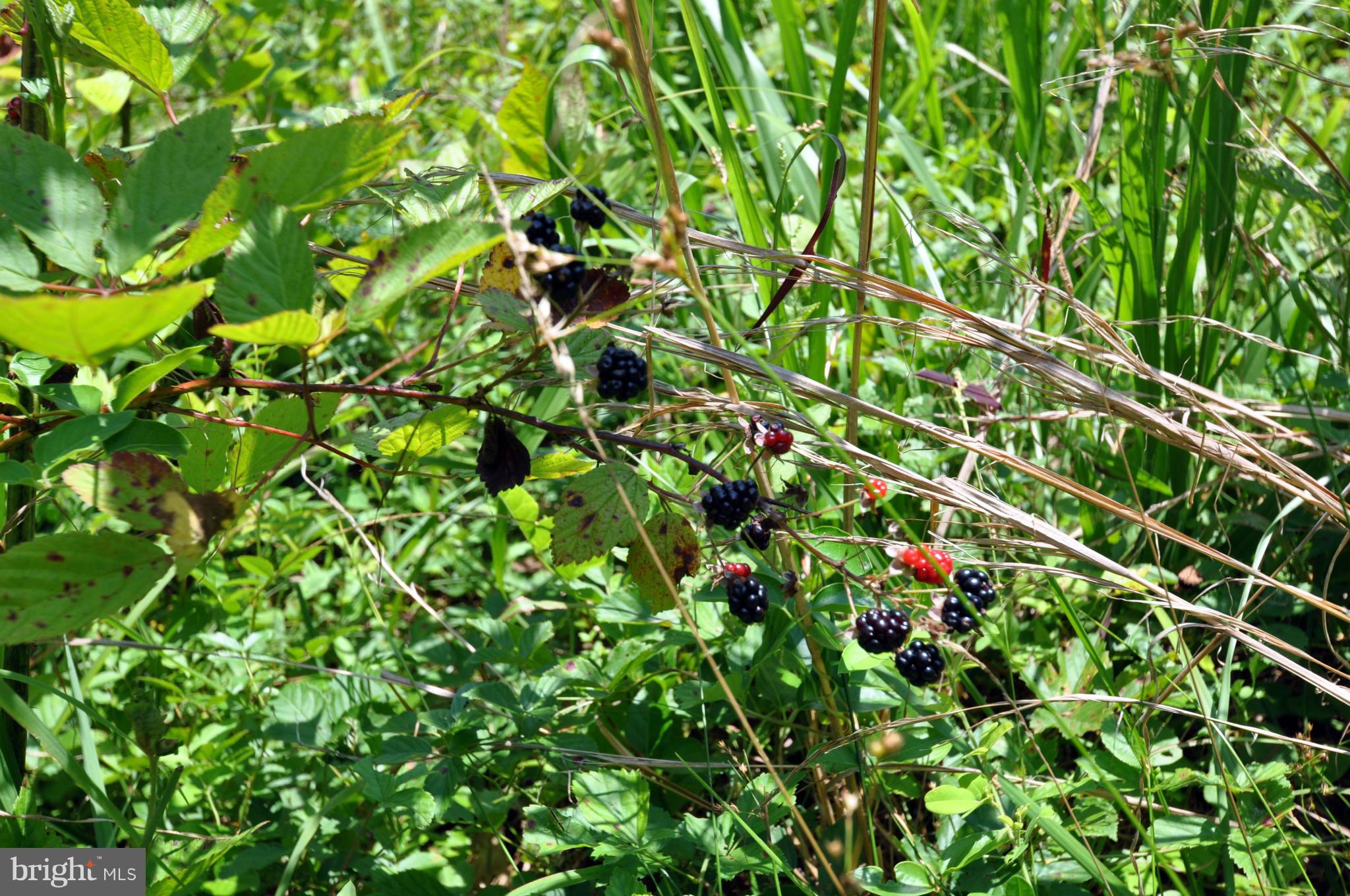 284 Lyle Road Washington, VA 22747 - Photo 13 of 13 Wild Blackberries