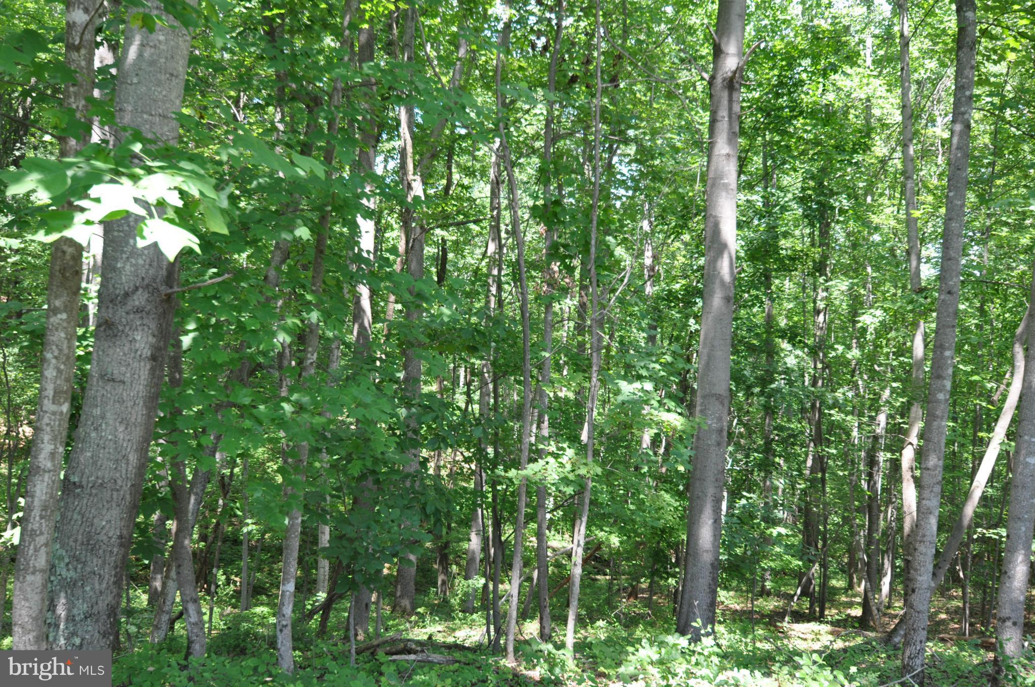 284 Lyle Road Washington, VA 22747 - Photo 3 of 13 Forest