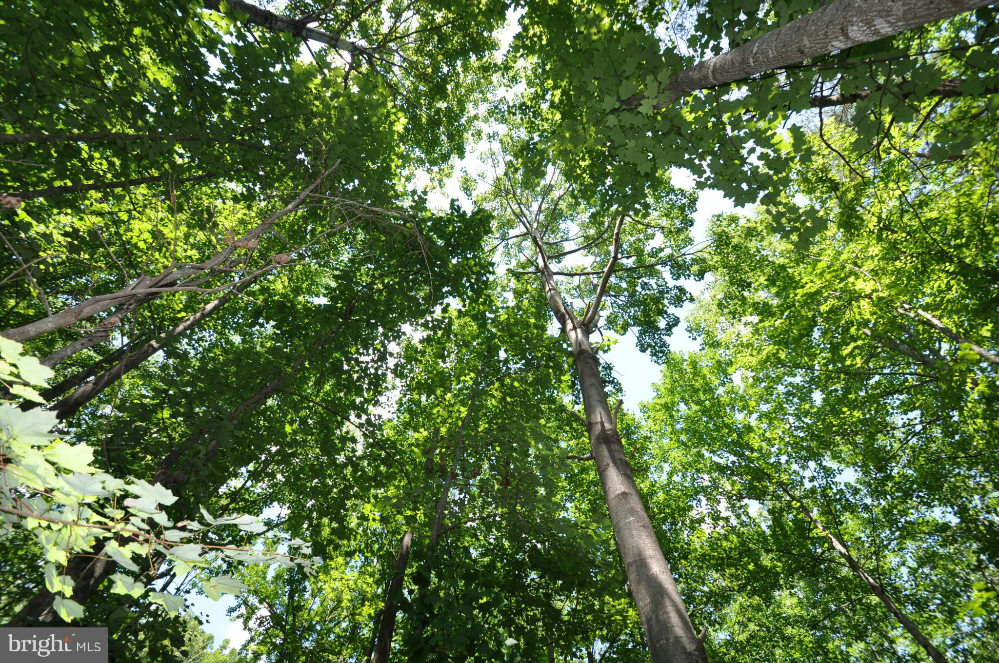 284 Lyle Road Washington, VA 22747 - Photo 4 of 13 Tall Trees