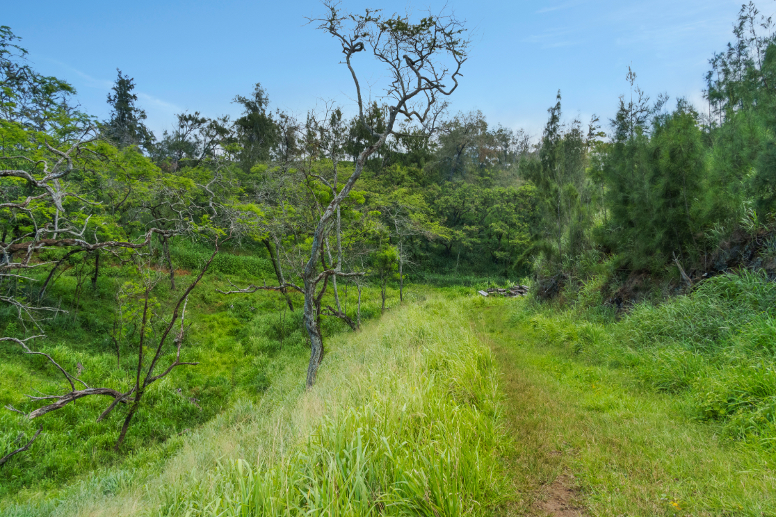 55-199 Hoea Road Hawi, HI 96719 - Photo 16 of 19