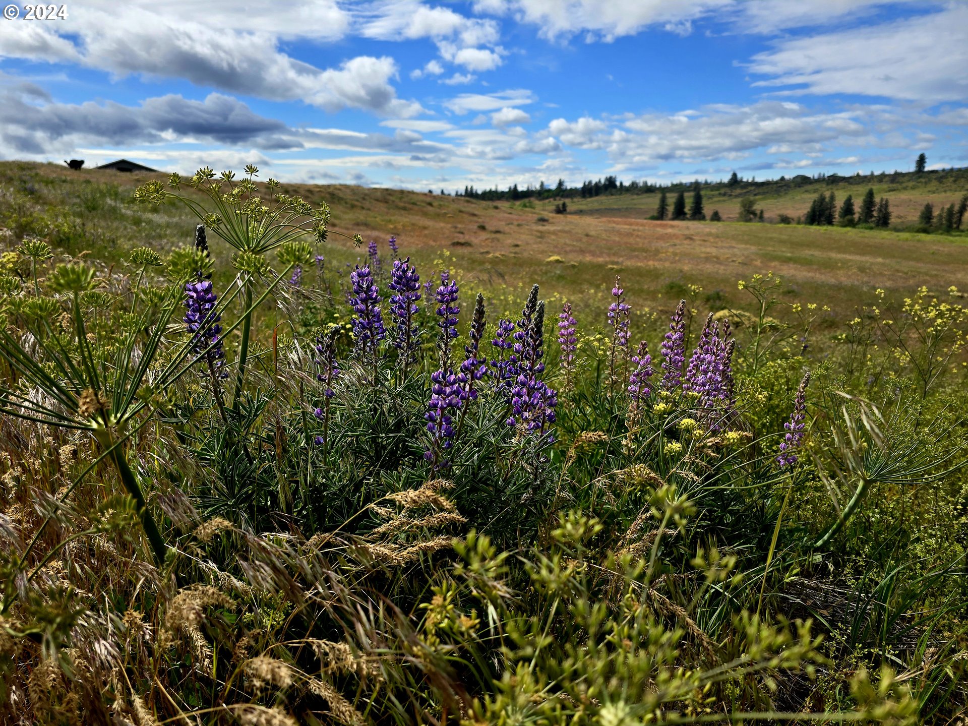 19 Newton Road Centerville, WA 98613 - Photo 45 of 48 a view of an ocean and beach