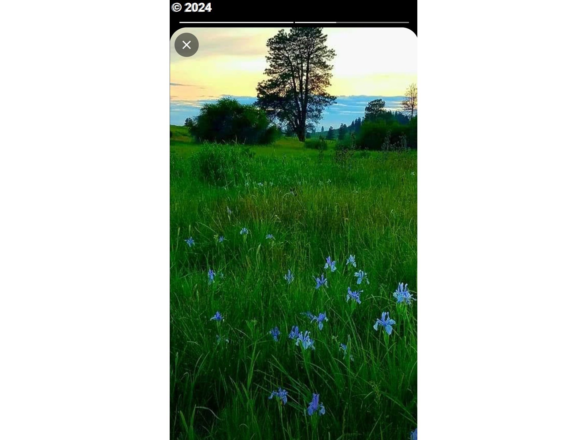 19 Newton Road Centerville, WA 98613 - Photo 48 of 48 a view of a yard