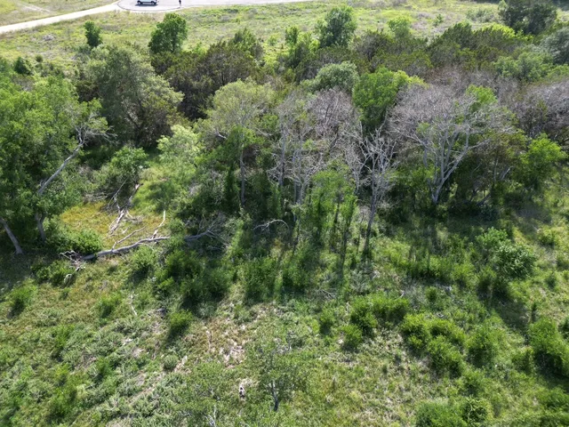 a view of a forest with lots of trees