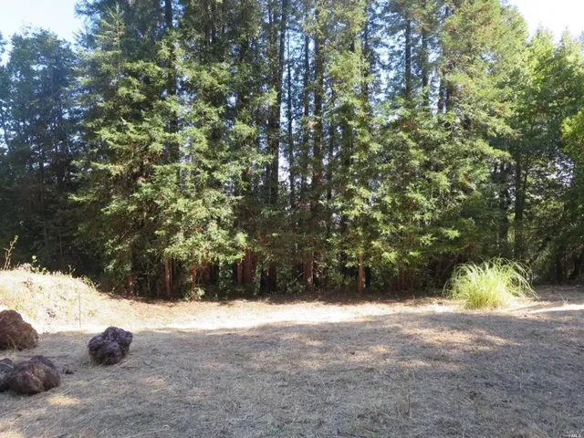 a view of empty space and tree