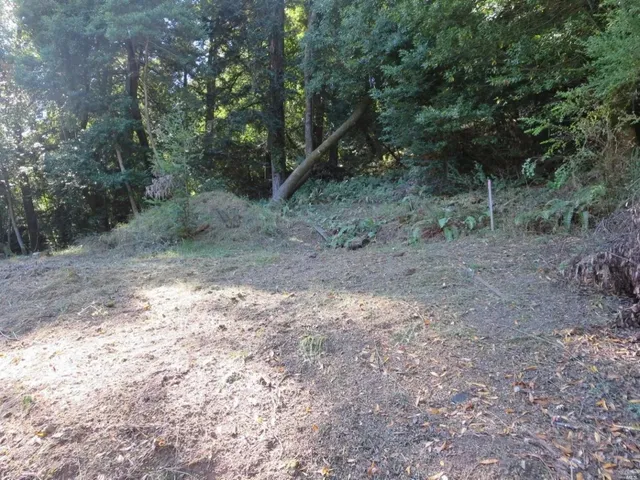 a view of a forest with trees in the background