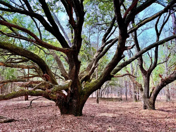 $571,480 | 2400 River Road, Greeleyville, SC 29056