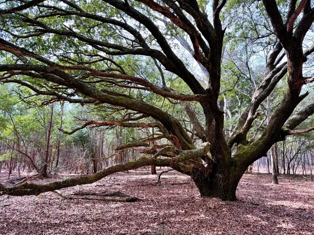 $571,480 | 2400 River Road, Greeleyville, SC 29056