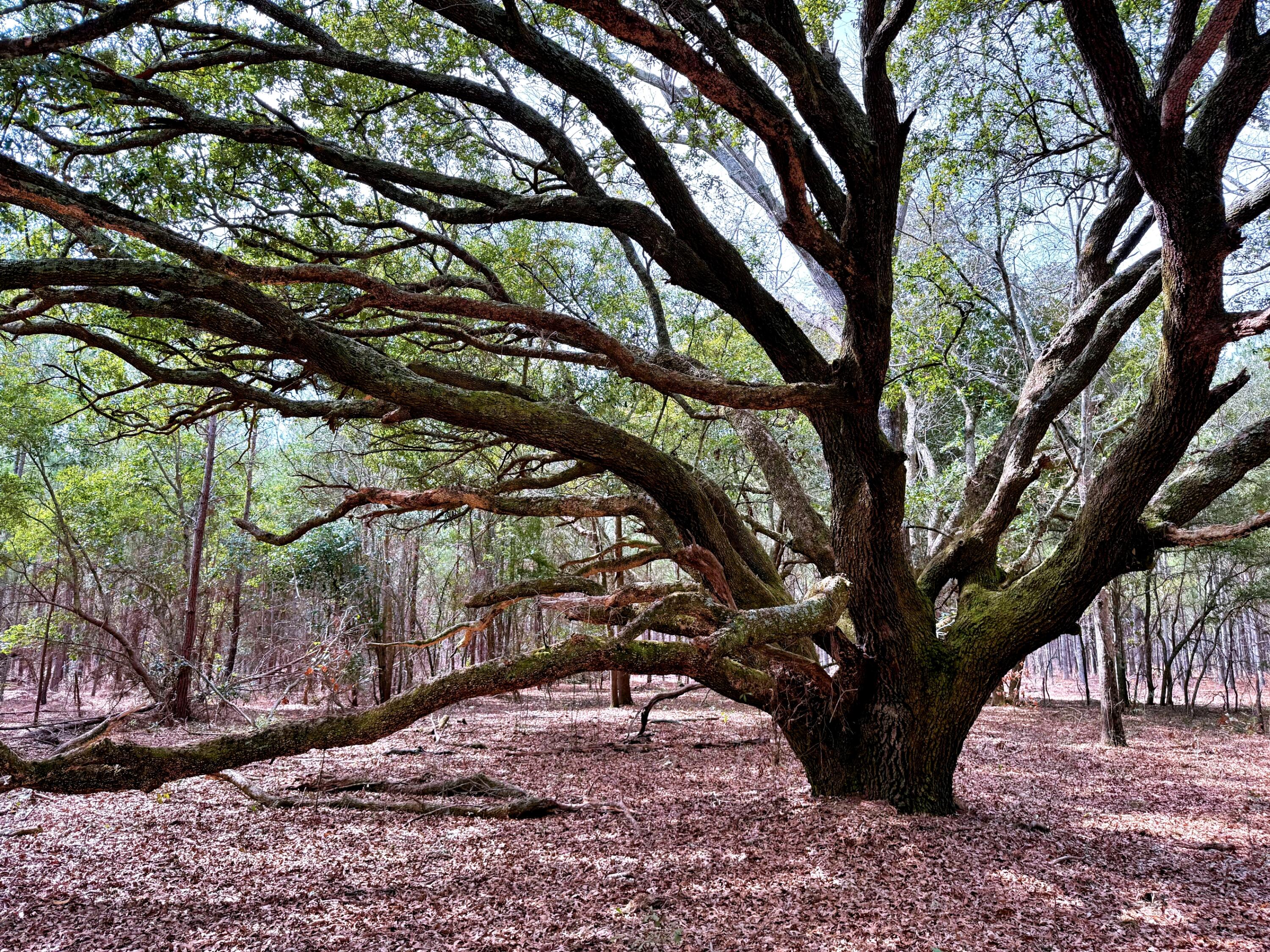 2400 River Road Greeleyville, SC 29056 - Photo 11 of 13 batch_batch_IMG_0563