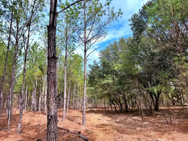 $571,480 | 2400 River Road, Greeleyville, SC 29056