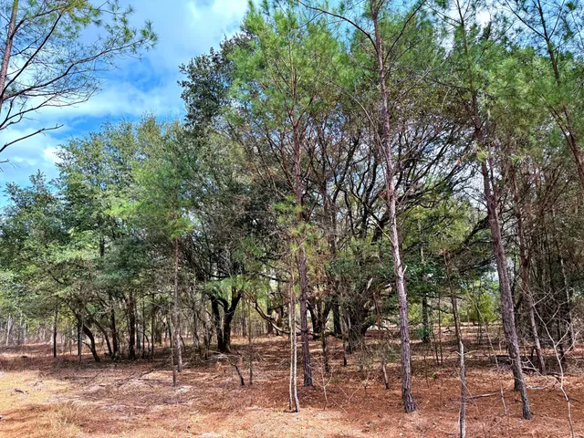 $571,480 | 2400 River Road, Greeleyville, SC 29056