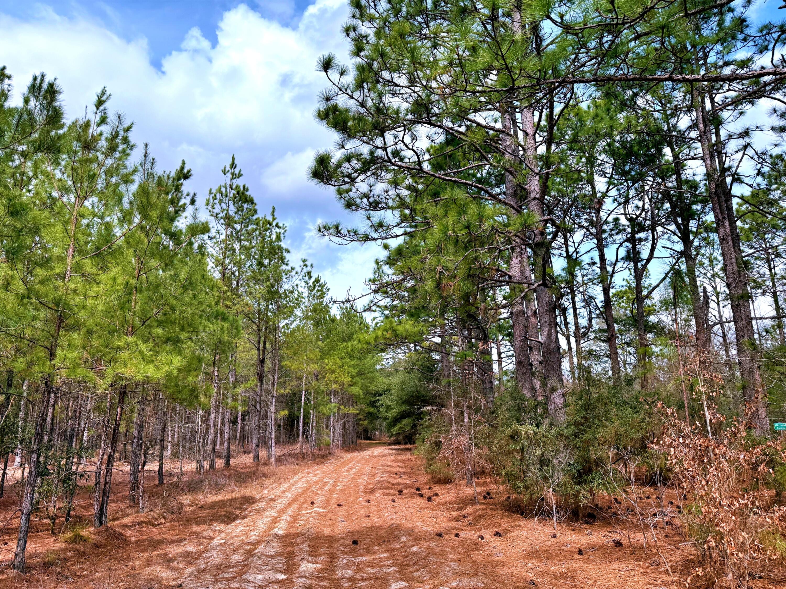 2400 River Road Greeleyville, SC 29056 - Photo 3 of 13 batch_5