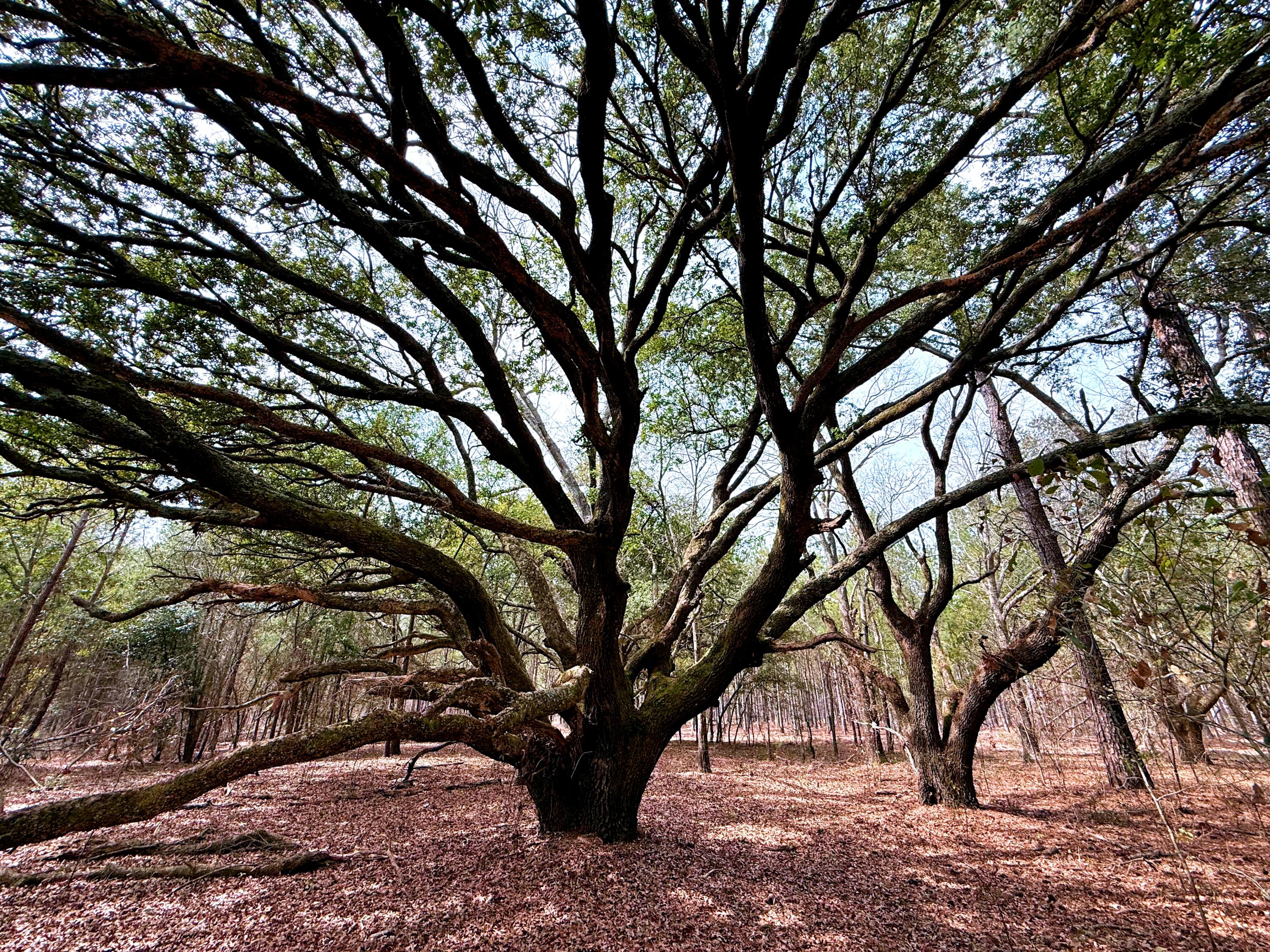2400 River Road Greeleyville, SC 29056 - Photo 4 of 13 7