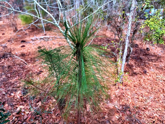 $571,480 | 2400 River Road, Greeleyville, SC 29056