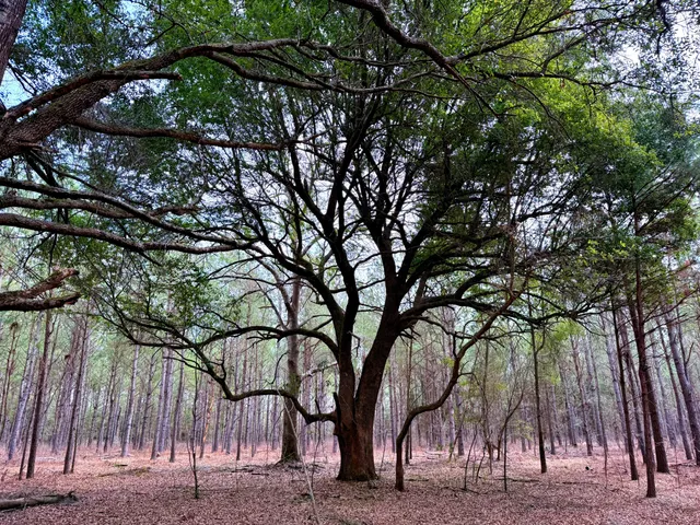 $571,480 | 2400 River Road, Greeleyville, SC 29056