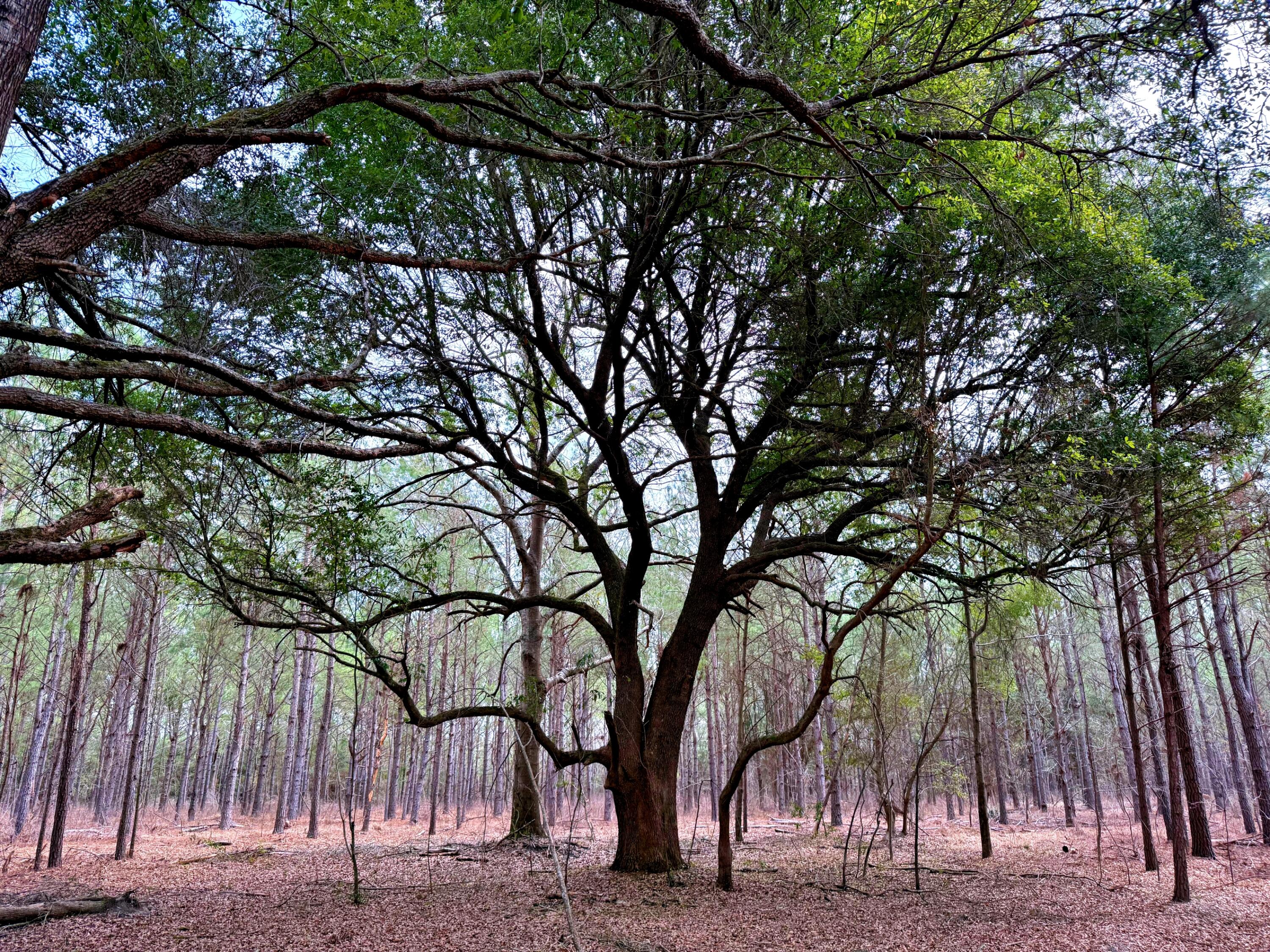 2400 River Road Greeleyville, SC 29056 - Photo 7 of 13 batch_16